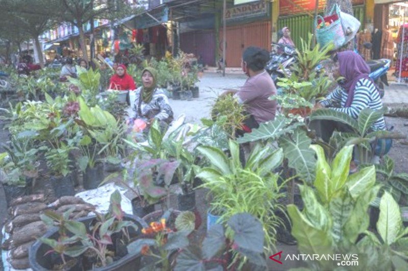 Pasar musiman tanaman hias di Palu