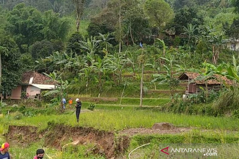 Belasan hektare areal pesawahan di Sukaresmi-Cianjur gagal panen