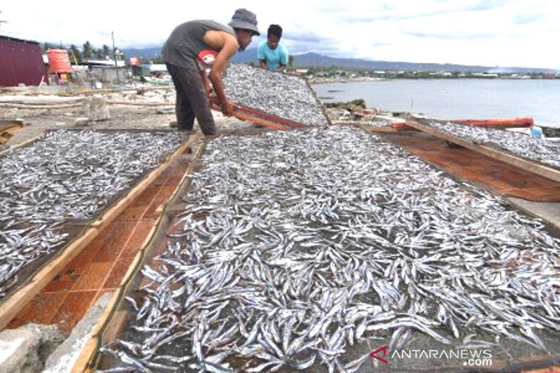Produksi ikan teri di Palu