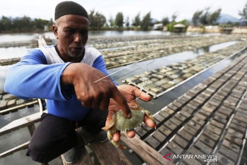 Panen Kepiting Sangkak Untuk Kebutuhan Imlek