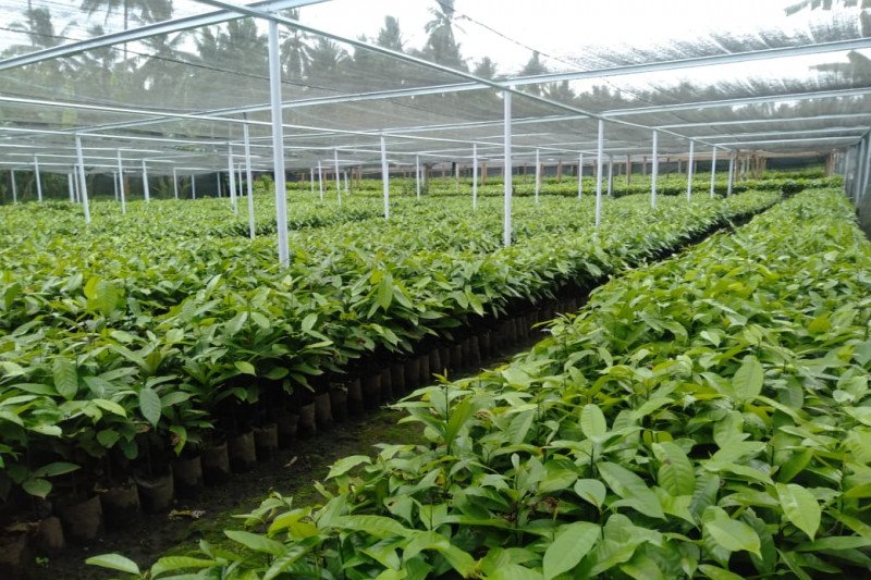 PPBPTI keluarkan harga resmi bibit tanaman perkebunan sebagai acuan