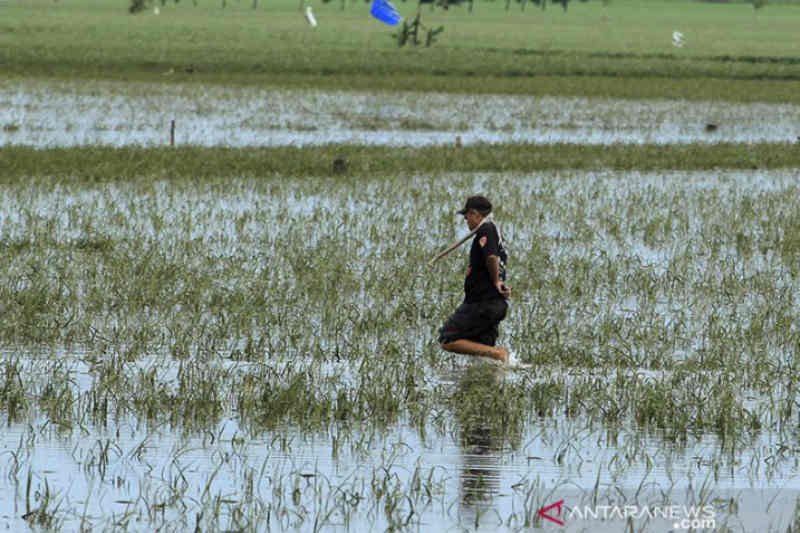 KTNA Indramayu catat 2.000 hektare tanaman padi puso terdampak banjir