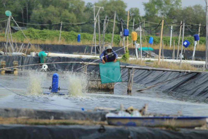 Pembudidaya ikan Indramayu rugi hingga Rp82 miliar akibat banjir