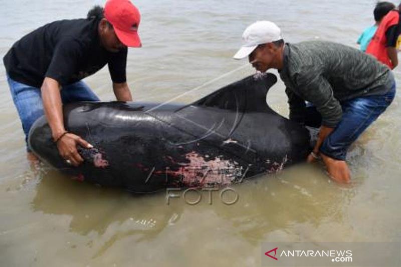 Paus Pilot Terdampar Di Bangkalan