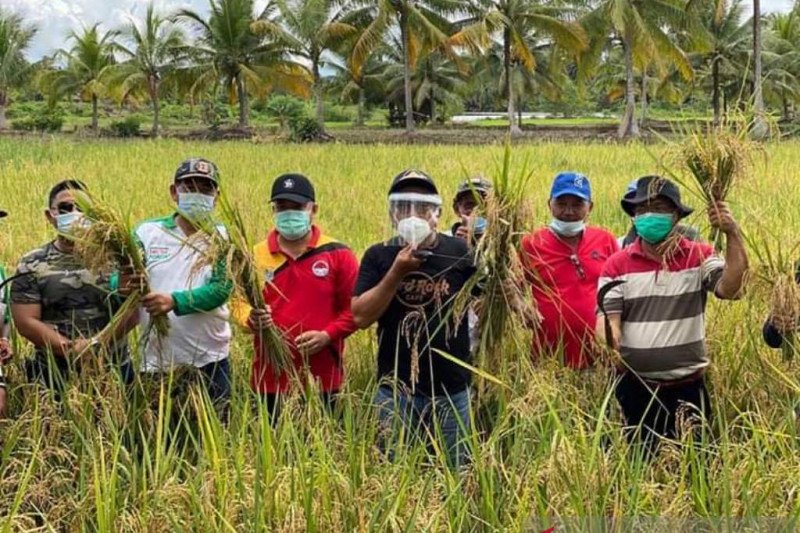 Buol genjot produksi pangan pertanian sambut perpindahan ibu kota
