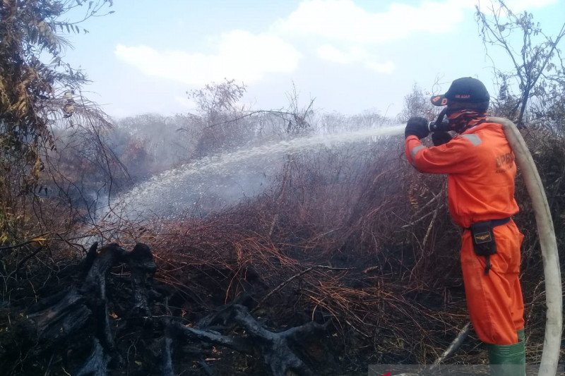 Kebakaran lahan sawit di Tiku Agam meluas jadi 6,5 hektare