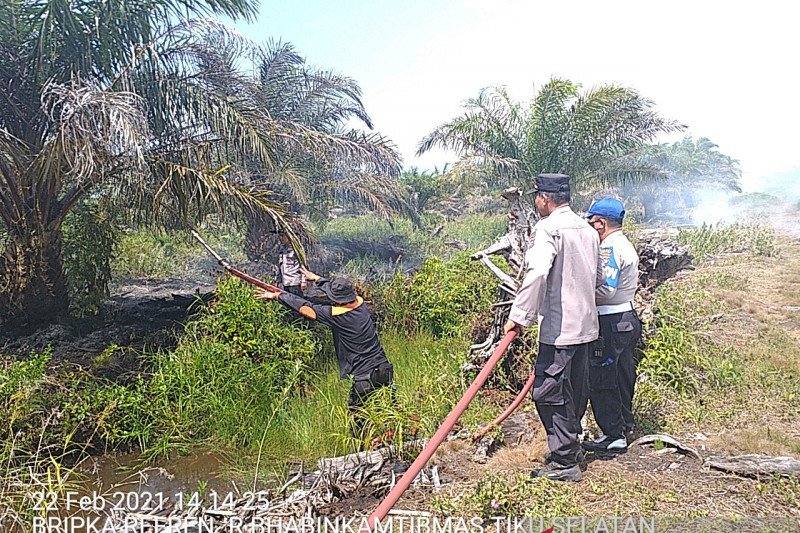 Lahan Kelapa Sawit 295 Ha Di Agam Terbakar Kerugian Ratusan Juta Antara News 2443