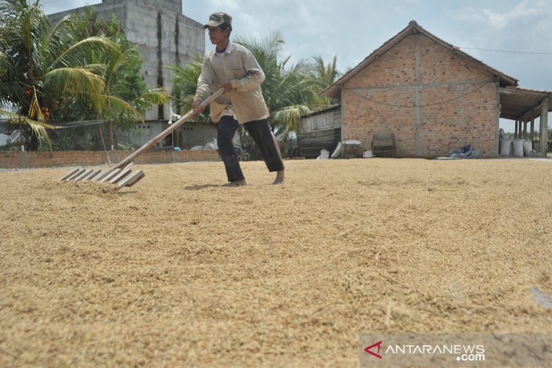 Produksi beras Sumsel 2021