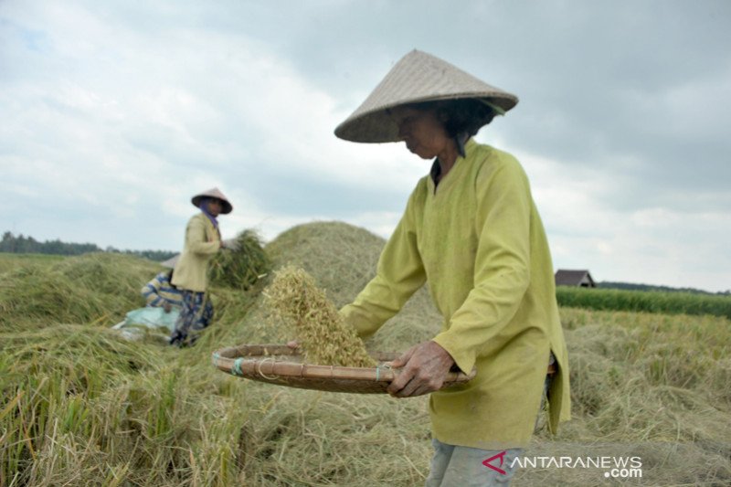 Produksi beras Sumsel 2021