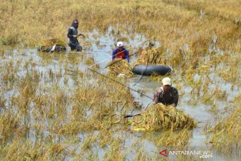 Ribuan Hektare Tanaman Padi Puso Akibat Terendam Banjir