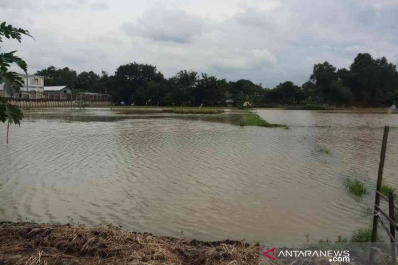 19.433 hektare sawah padi di Kabupaten Bekasi terendam banjir