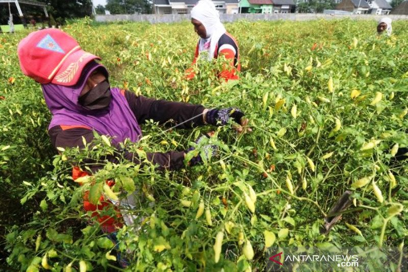 Harga Cabai Naik