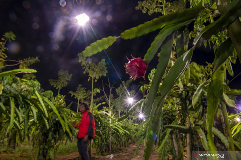 Foto Cerita : Menerangi Perkebunan Buah Naga