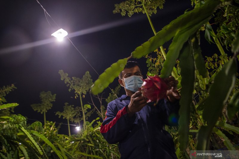 Foto Cerita : Menerangi Perkebunan Buah Naga