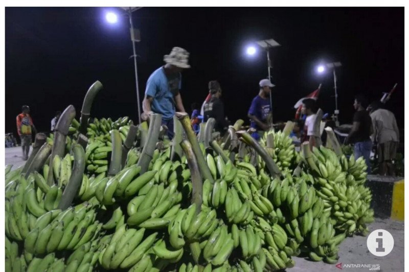 Produksi  pisang  di Tanggamus capai 10 ton per  hektare 
