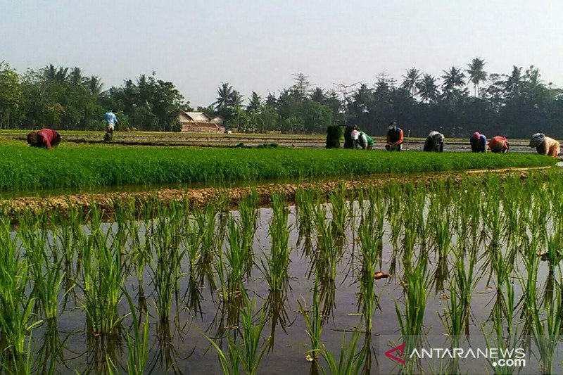 Karawang akan ajukan bantuan untuk  petani yang sawahnya terendam banjir