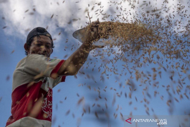 Jaga harga gabah dengan konstraling