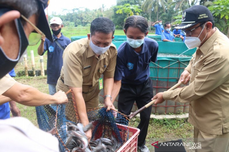 DKP Kulon Progo berikan bantuan sarana produksi kepada 60 pokdakan