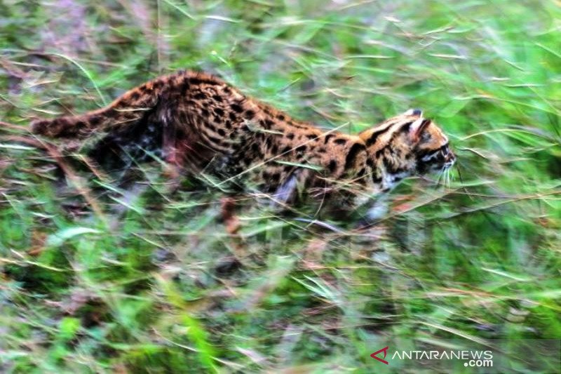 Pelepasliaran Kucing Hutan