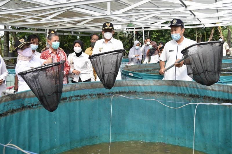 Bupati Sleman: Sistem bioflok signifikan meningkatkan produksi ikan