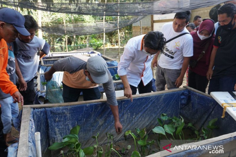 Anggota DPRD Kalsel: budidaya "walut" miliki peluang pasar baik