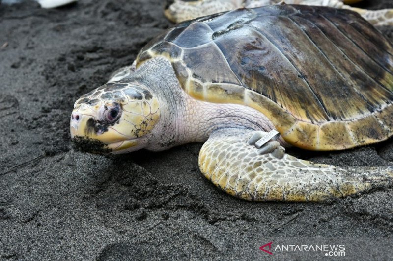 Gubernur NTB melepas penyu di pesisir pantai Selat Lombok