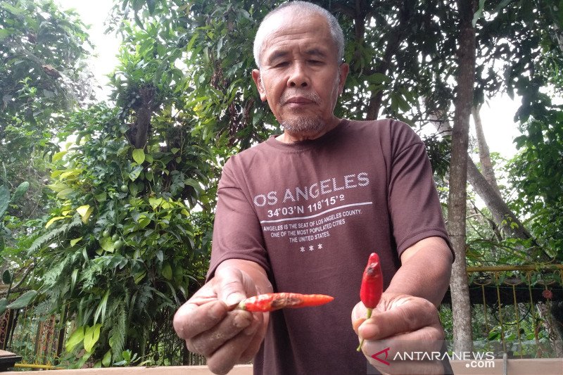 Harga cabai rawit di Garut naik akibat pasokan dari petani minim