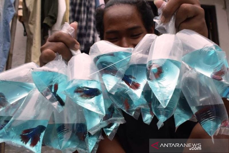 Budidaya Ikan Cupang di Madiun