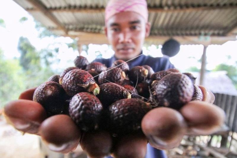 Harga Buah Jernang Naik