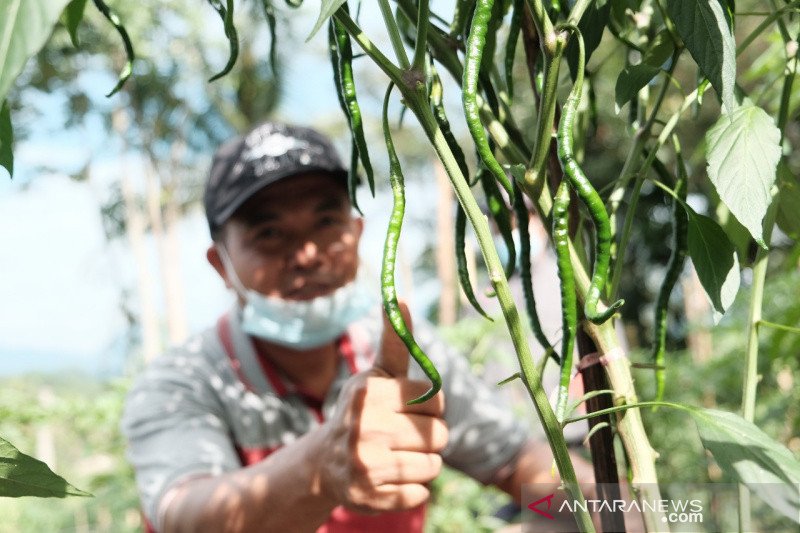 PT Pupuk Kujang dampingi petani cabai Garut agar produktif