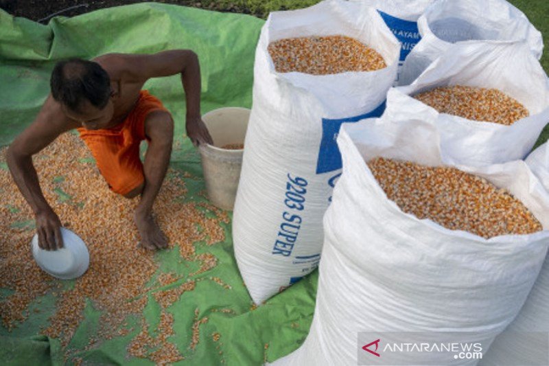 Petani sambut kenaikan harga jagung