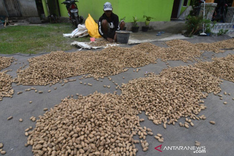 Panen kacang tanah di Desa Labuan Toposo, Donggala