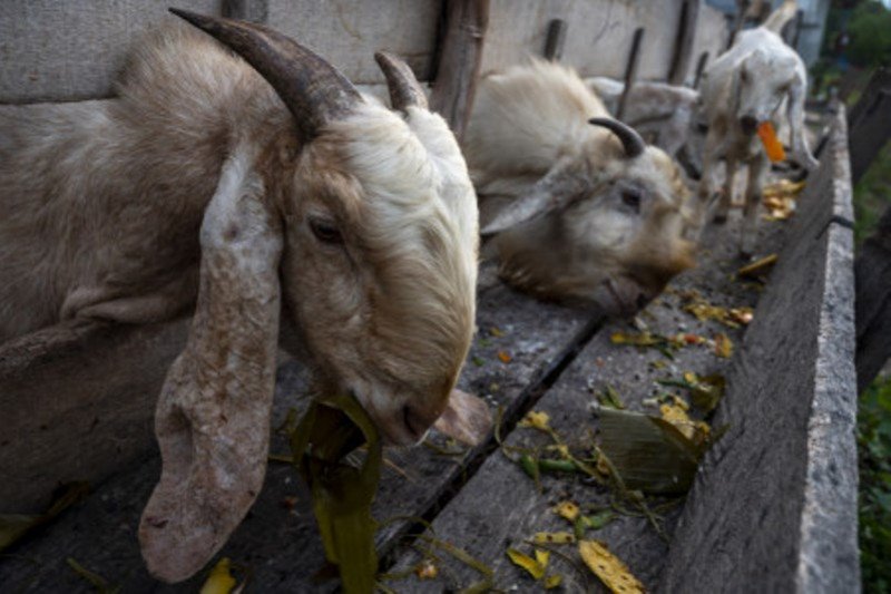 Pemenuhan target produksi daging kambing