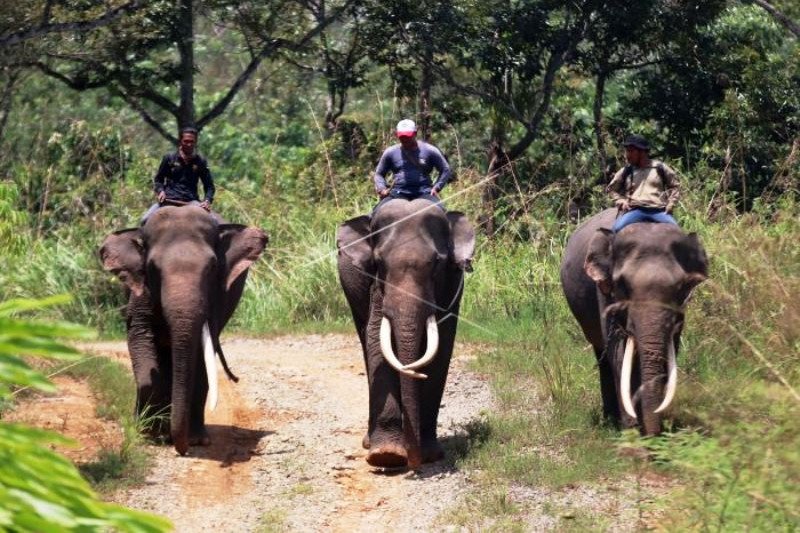 Patroli Konflik Gajah