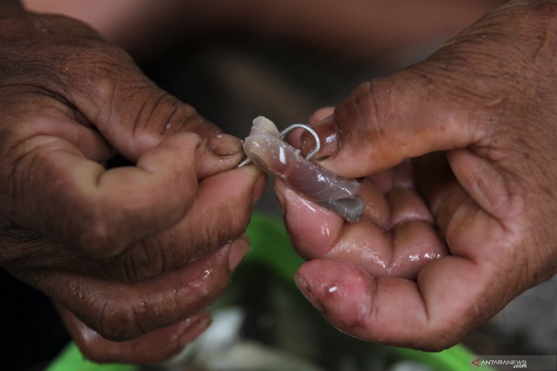 TANGKAPAN IKAN NELAYAN