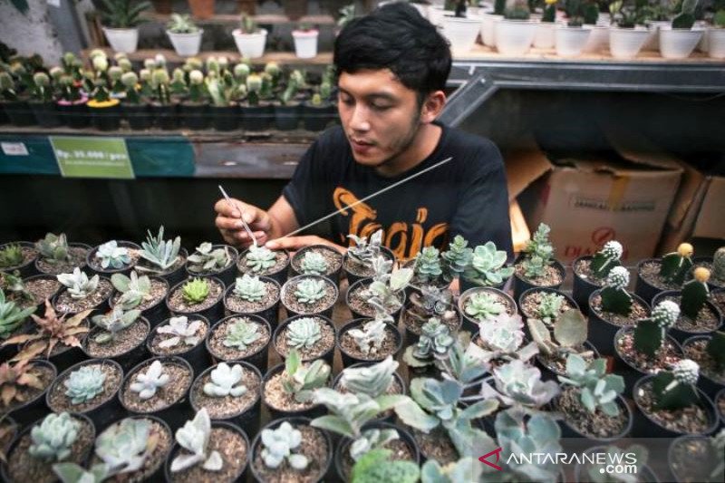 Budi Daya Tanaman Hias Di Tangerang