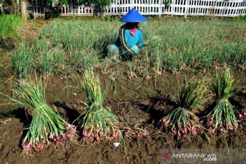 Target Produksi Bawang Merah 2021  ANTARA Sumbar