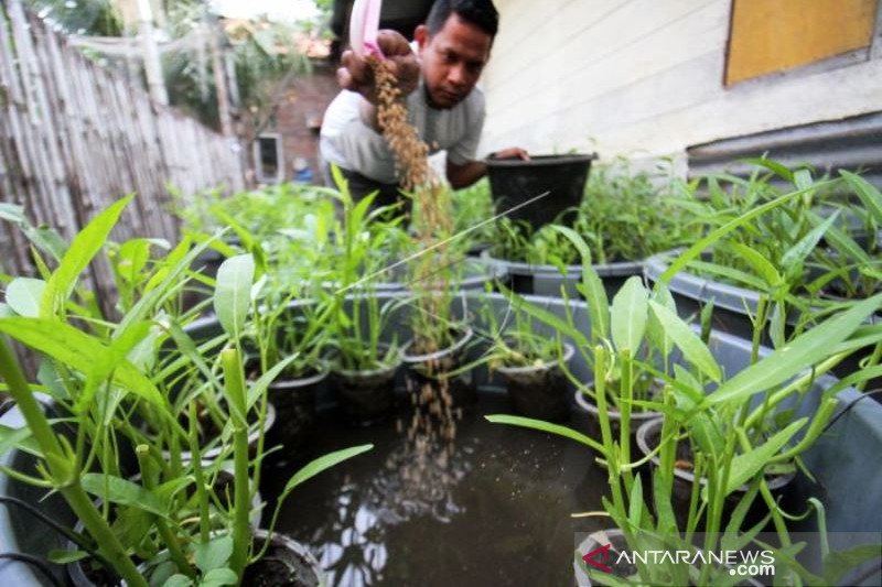 Projek Ketahanan Pangan Keluarga Budikdamber