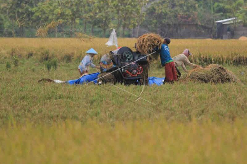 Produksi beras Kabupaten Cirebon surplus setiap tahunnya