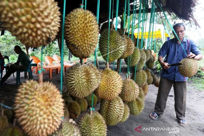 Durian Ronga-Ronga Gayo Aceh