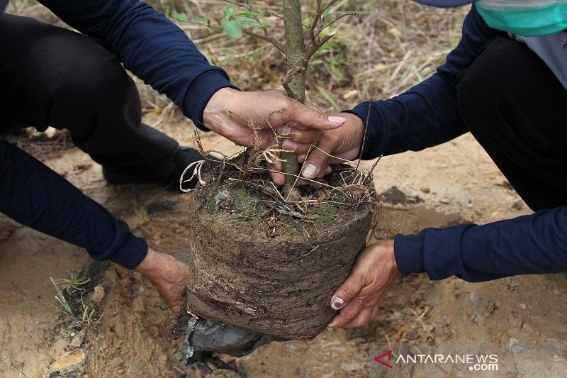 PENANAMAN POHON DI HARI AIR DUNIA