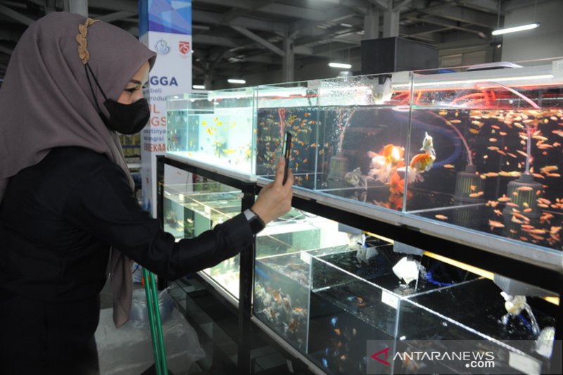 Sentra ikan hias resmi dibuka di Pasar Ikan Modern Palembang