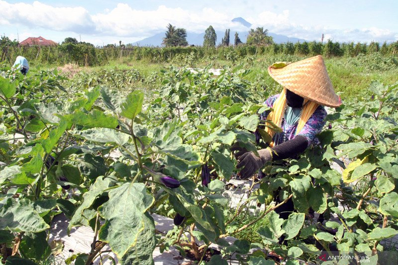 DPRD Bogor dorong pemulihan ekonomi lewat padat karya sektor pertanian