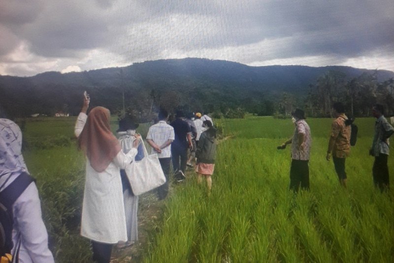 Lahan pertanian sawah di Pasaman Barat berkurang sekitar 2.471 hektare