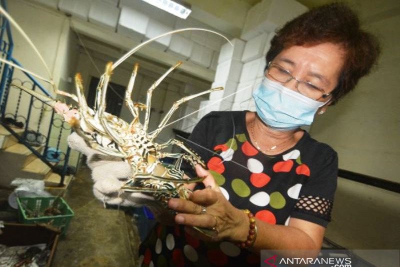 Lobster Kualitas Ekspor Dari Mentawai