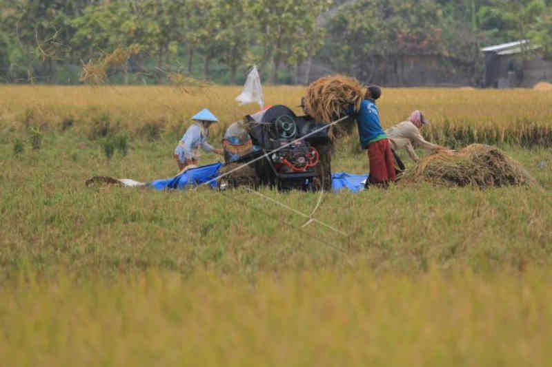 Bupati Indramayu tolak impor beras