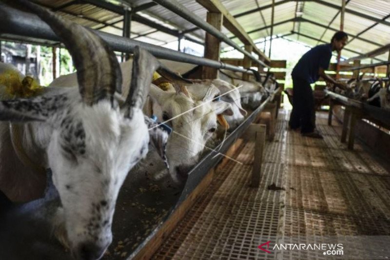 Produksi Susu Perah Kambing Sapera