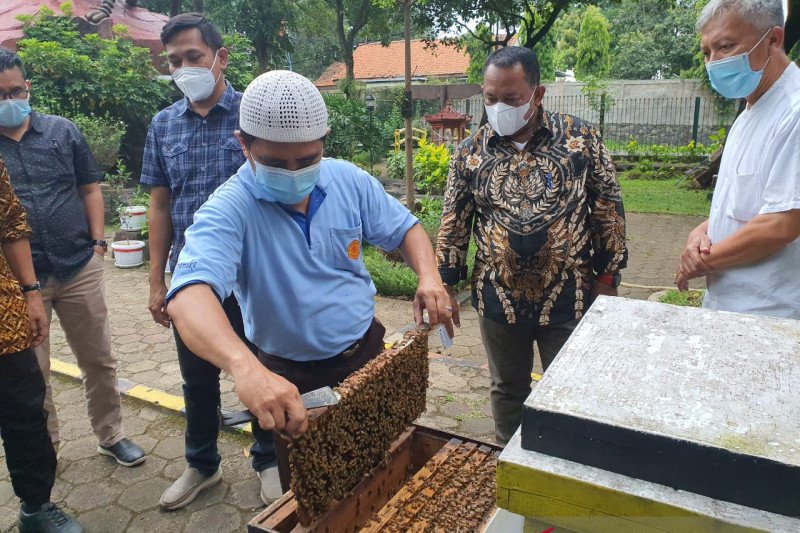 Pemkab Kampar minat budi daya lebah Australia, menggiurkan 