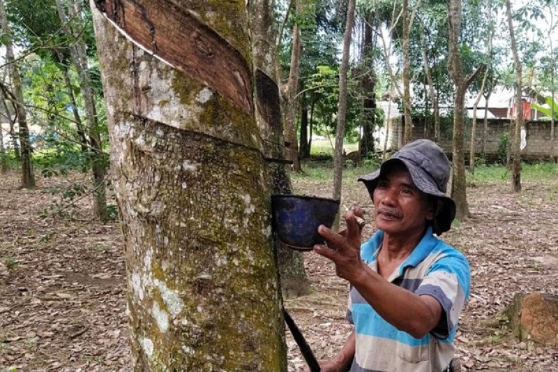 Petani Waykanan antusias sambut kenaikan harga karet
