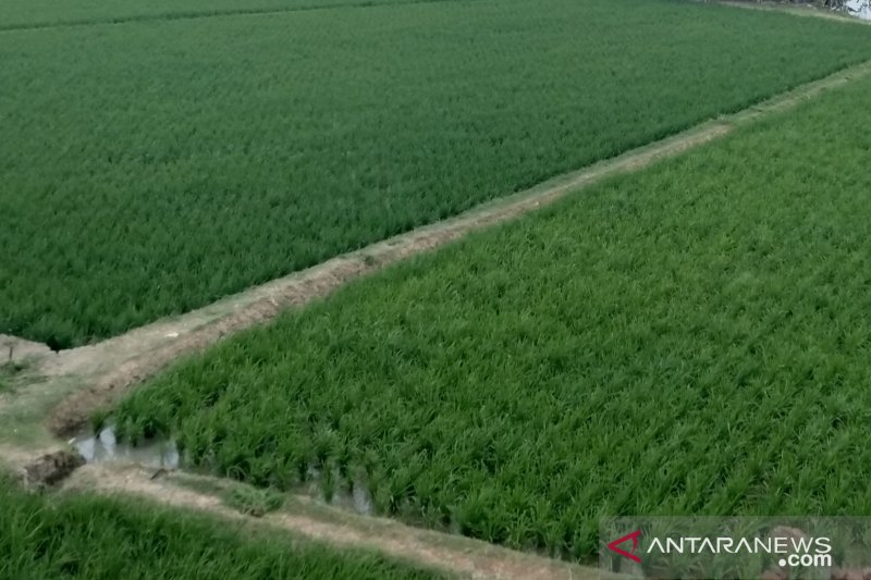 Dinas Pertanian Karawang sebut harga gabah anjlok akibat kadar air tinggi